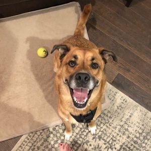 Meet your Posher, Annie